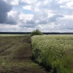 Urlaub Litauen Küste Palanga (Sehenswürdigkeiten)