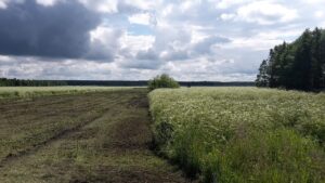 Urlaub Litauen Küste Palanga (Sehenswürdigkeiten)