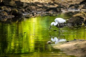 Urlaub Singapur Sungei Buloh Wetland Reserve (Sehenswürdigkeiten)