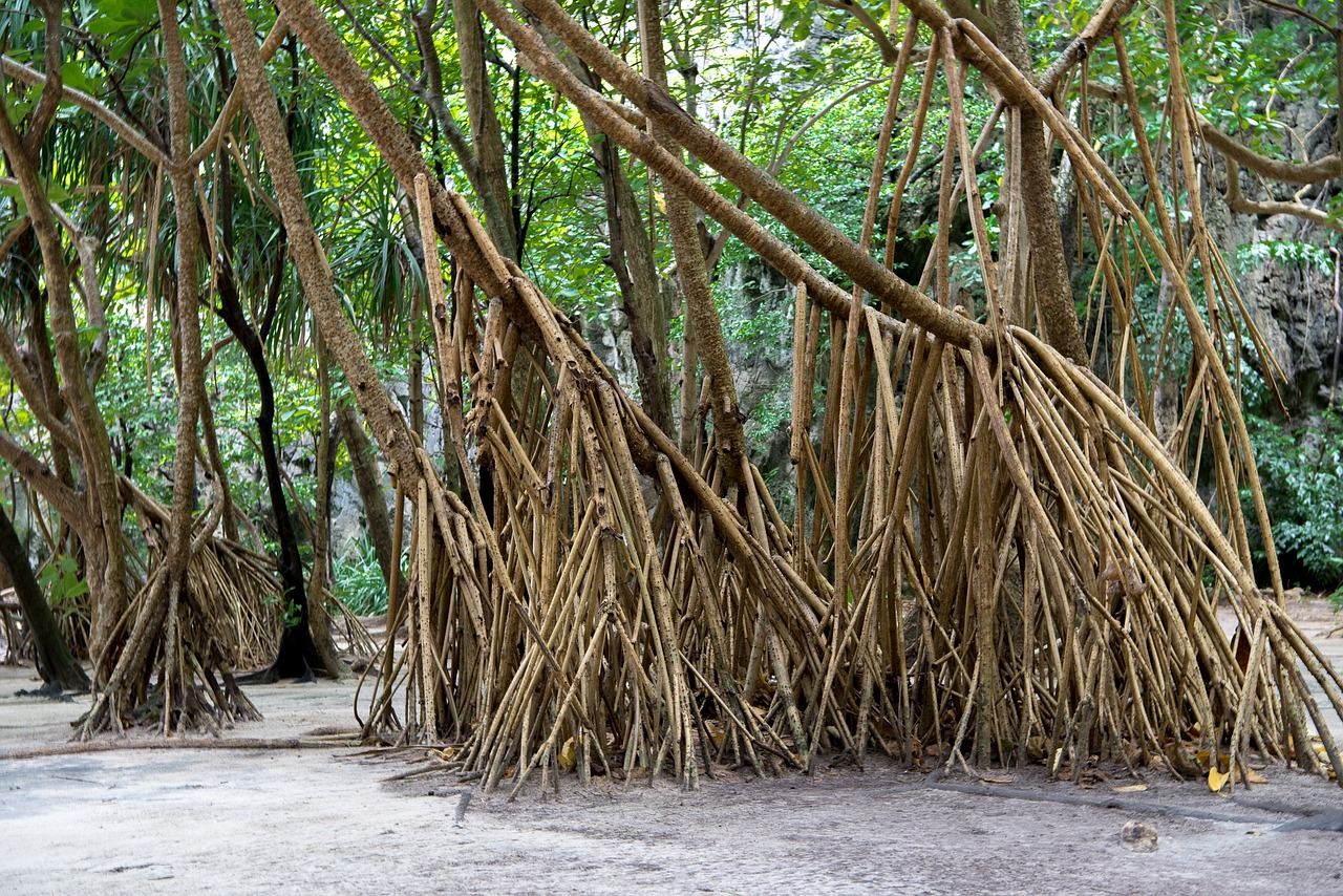 Urlaub Thailand Koh Phi Phi Don Tonsai Bay (Sehenswürdigkeiten)