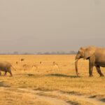 Urlaub Kenia • Amboseli Nationalpark (Sehenswürdigkeiten)