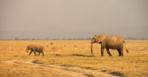 Urlaub Kenia • Amboseli Nationalpark (Sehenswürdigkeiten)