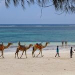 Urlaub Kenia • Diani Beach (Sehenswürdigkeiten)