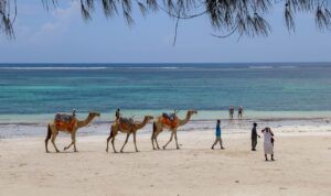 Urlaub Kenia • Diani Beach (Sehenswürdigkeiten)