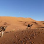 Urlaub Marokko • Merzouga (Sehenswürdigkeiten)