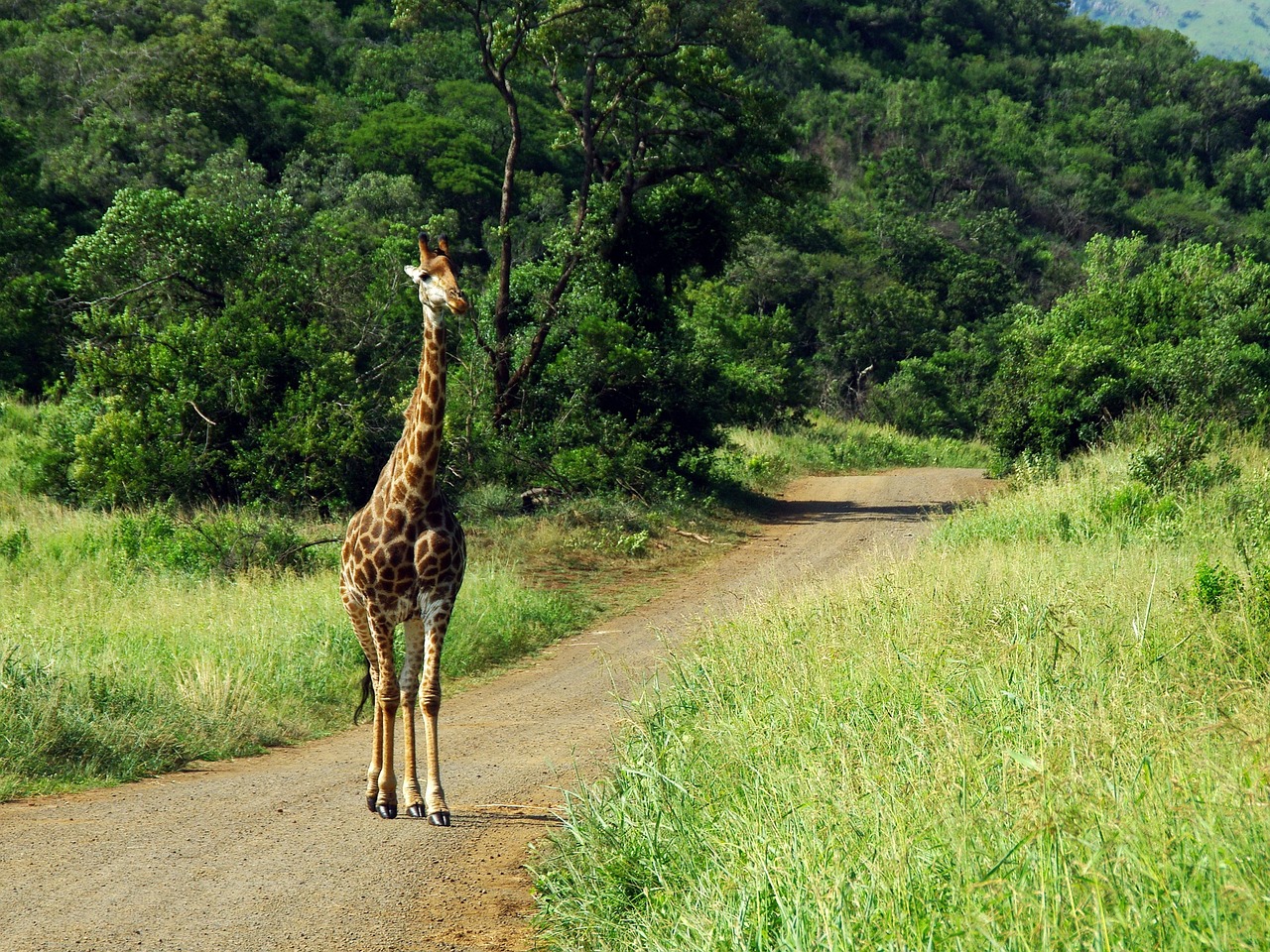 Urlaub Südafrika • Kruger Nationalpark (Sehenswürdigkeiten)