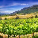 Urlaub Südafrika • Stellenbosch (Sehenswürdigkeiten)