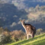 Urlaub Australien • Kangaroo Island (Sehenswürdigkeiten)