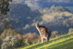 Urlaub Australien • Kangaroo Island (Sehenswürdigkeiten)