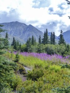 Urlaub USA • Alaska Denali Nationalpark (Sehenswürdigkeiten)